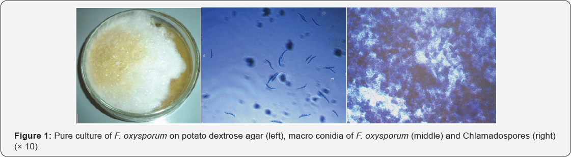 Click here to view Large Figure 1