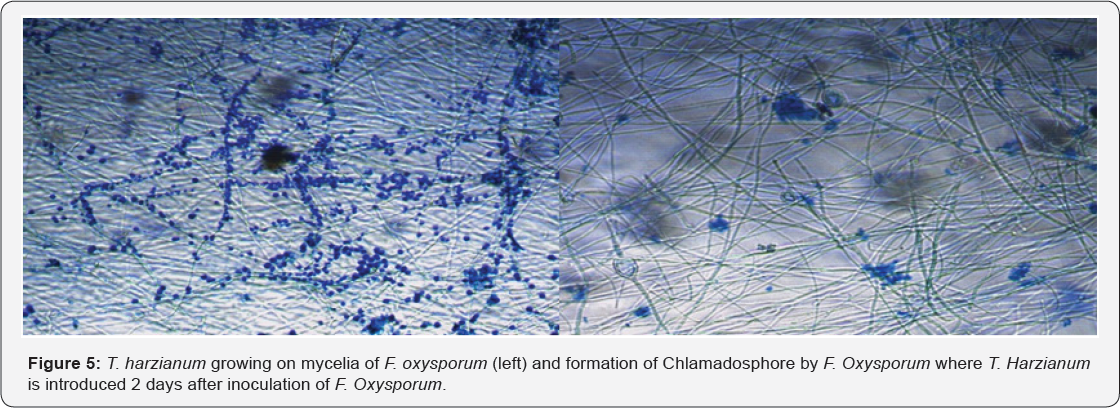 Click here to view Large Figure 5